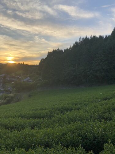 【好評受付中】南山城村で「茶畑＆和紅茶を楽しむテイスティングツアー」