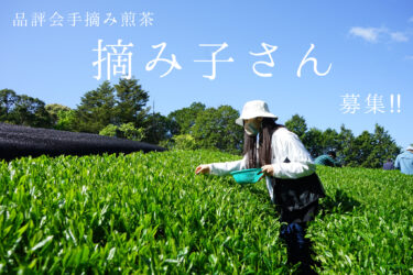 令和7年度お茶摘みのご案内